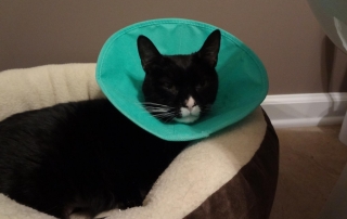 Cat head cone