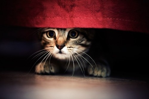 stressed kitty under bed