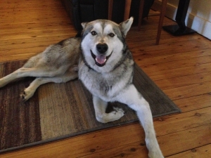 Smiling Husky