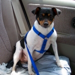 A dog sporting a car harness with a seatbelt adapter, for safer road travel. Protecting your dog while on the road is critical to a successful dog-friendly vacation.
