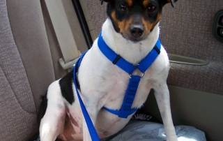 A dog sporting a car harness with a seatbelt adapter, for safer road travel.