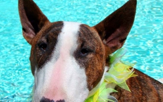 Finding dog-friendly pools online will allow your furry friend to share in the swimming fun.
