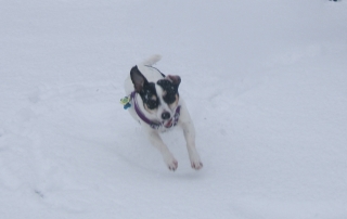 Stella in the snow