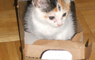 Cat playing in box