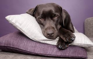 Dog laying on pillow