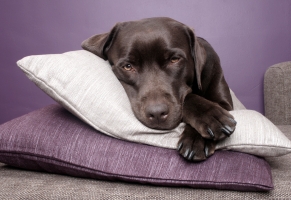 stockvault-labrador-dog-lying-on-pillows130868
