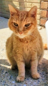 Garfield, who had been a housepet, was made a stray by his former owners.