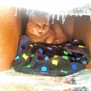 Garfield, a pet turned stray, waits out an ice storm in a temporary shelter.