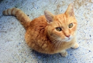 Garfield, our neighborhood stray, used to be someone's pet. He was turned out onto the streets, rather than put up for adoption, when his former owners gave him up.