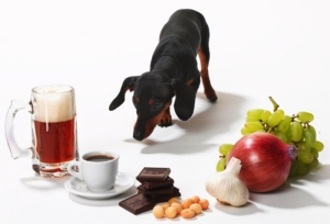 dangerous-foods-for-dogs_l