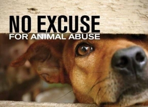 No Animal Abuse