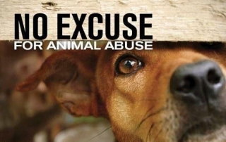 No Animal Abuse