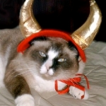 Association with the Devil is part of the long and spooky history of cats and Halloween.