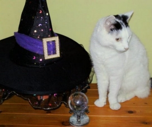 Cats and Halloween are linked by their association with witches.