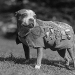Sergeant Stubby, a military working dog, was the most decorated canine of World War I.