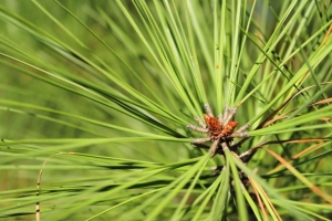 Keep your tree well-watered to minimize needle shedding. Both pine needles (pictured) and fir needles can pose a threat to your pets. Part of pet-friendly holiday decorating means restricting your pets' access to toxic items such as this.