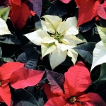 Poinsettias, Toxic to Cats and Dogs