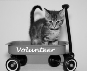 Cat in volunteer wagon