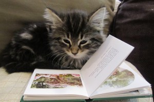 Cat Reading a Book