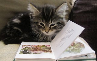 Cat Reading a Book