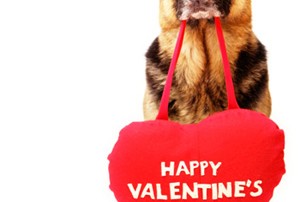 Dog holding Valentine's heart
