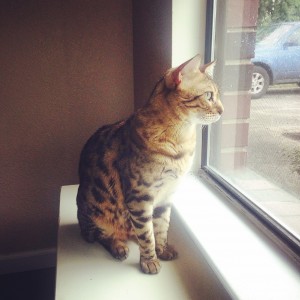 Cat sitting in window