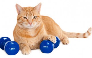 Cat and weights
